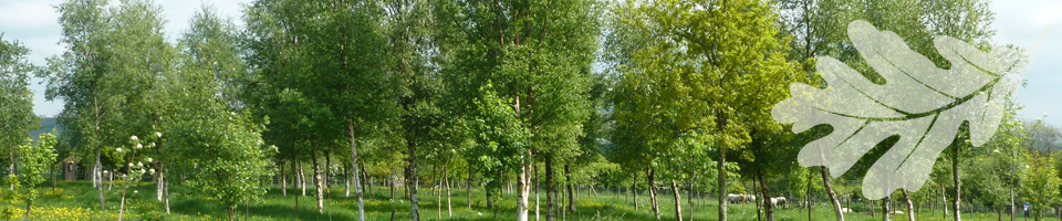 tarn-moor-memorial-woodland-banner